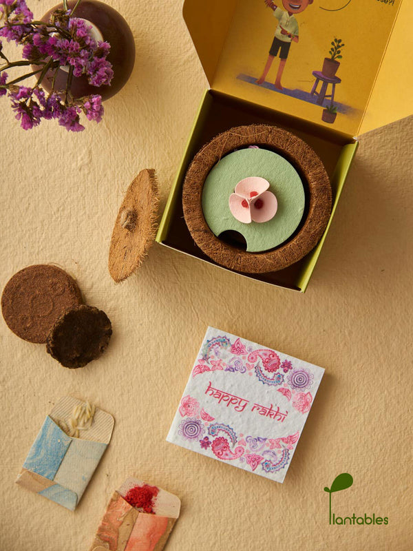 Pretty Pansy Rakhi Planting Kit