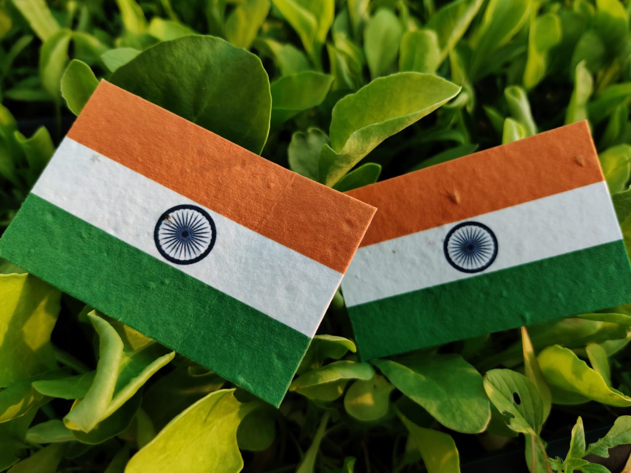 Plantable Seed Paper Indian Flag