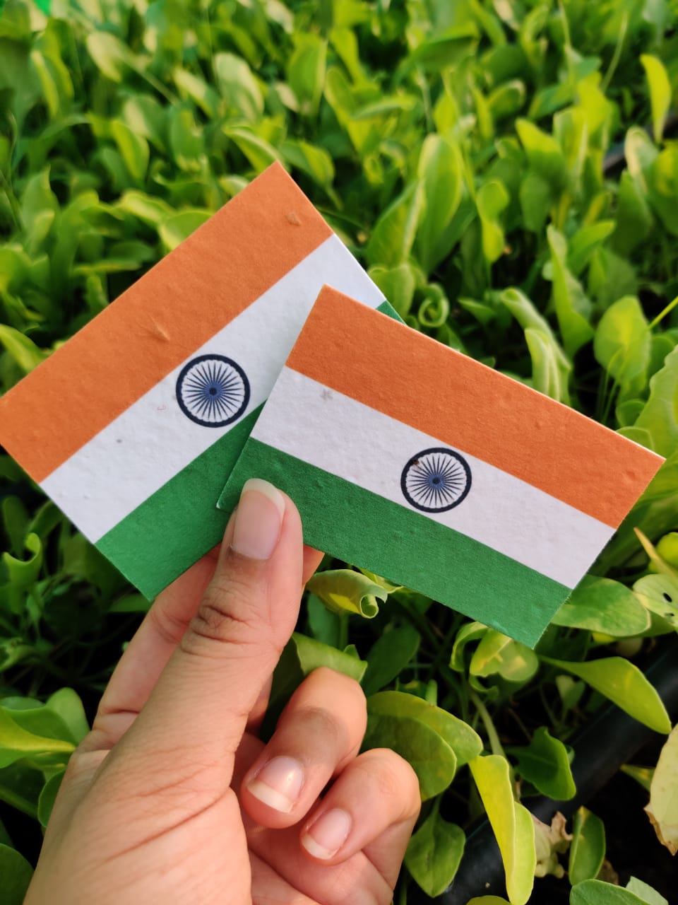 Plantable Seed Paper Indian Flag